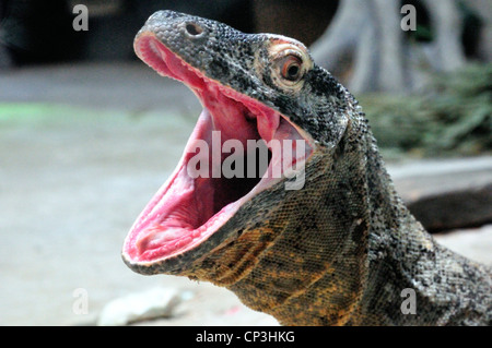 Dragon de Komodo avec la bouche grande ouverte Banque D'Images