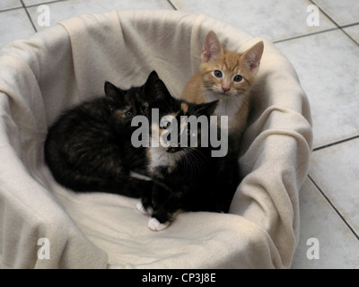 Deux chatons d'écaille et d'un chaton Gingembre assis dans le panier du chat Banque D'Images