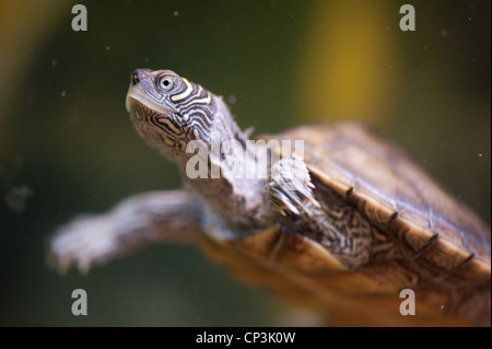 Tortue de compagnie nage dans le réservoir Banque D'Images