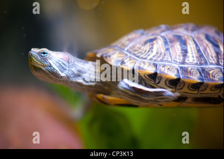 Tortue de compagnie nage dans le réservoir Banque D'Images