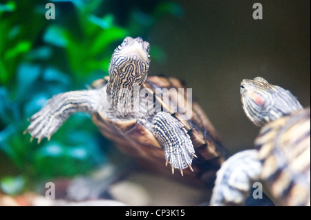 Tortue de compagnie nage dans le réservoir Banque D'Images