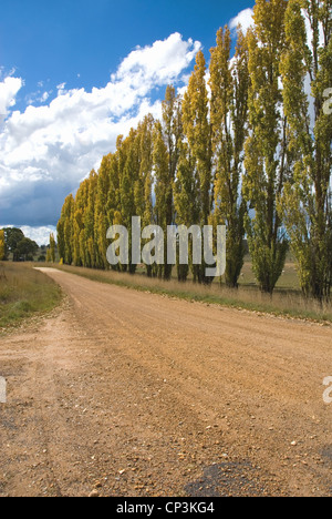 Une rangée de peupliers au bord d'une route de campagne, près d'Orange, New South Wales, Australie Banque D'Images