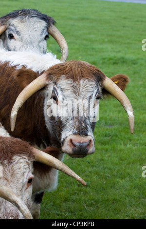 Longhorn anglais dans un vert Pâturage du bétail dans les régions rurales de l'Angleterre, Bos primigenius Banque D'Images