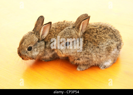 Deux jeunes lapins sur table jaune. Banque D'Images