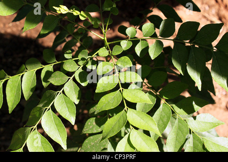 Plante curry Banque D'Images