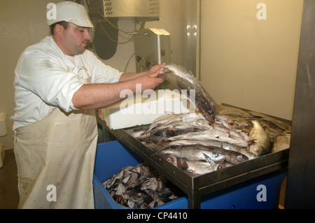 Allemagne - Brême - Bremerhaven. Franke de l'industrie de la pêche. Traitement du poisson frais Banque D'Images