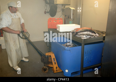 Allemagne - Brême - Bremerhaven. Franke de l'industrie de la pêche. Traitement du poisson frais Banque D'Images