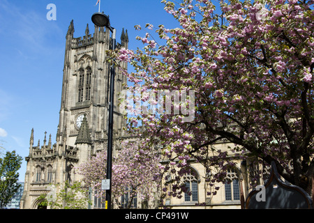 La Cathédrale et l'église collégiale de St Mary, St Denys et St George à Manchester. Banque D'Images