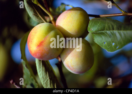 Botanique - Arbres - Rosaceae - pêche (Prunus persica). Avec la Direction générale des pêches. Banque D'Images