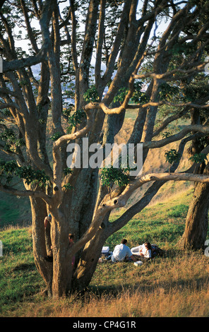 Nouvelle Zélande - Ile du Nord - Auckland. Pique-nique sur le Mont Eden. Banque D'Images