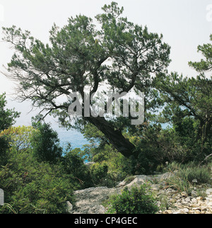 PN SARDAIGNE GOLFE OROS GENNARGENTU ENTRE Cala Fuili est la Grotta del Bue Marino genévrier phénicien (Juniperus phoenicea) Banque D'Images