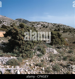 Sardaigne - Golfe de Orosei et autour du Parc National de Gennargentu Cala Fuili. Genévrier phénicien (Juniperus phoenicea) Banque D'Images