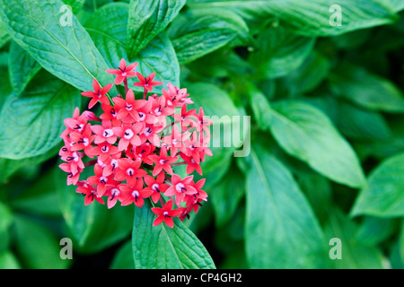 Egyptian Starcluster Pentas Lanceolata Botanic Garden St Andrews Fife Ecosse Banque D'Images