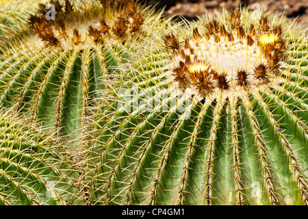 Golden Barrel Cactus en gros plan, image d'arrière-plan. Banque D'Images