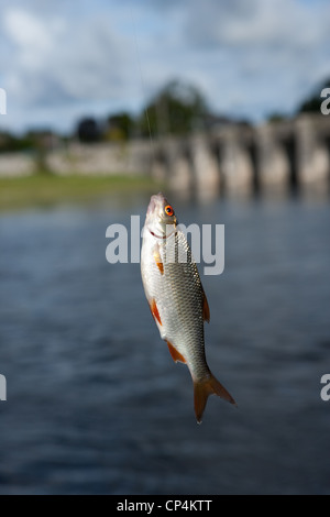 Roche poisson pris sur la rivière Shannon, Irlande, accroché, appâtés, pris Banque D'Images