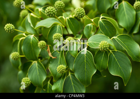 Fruits jaunes et verts immatures du Dogwood de Kousa, Cornus kousa, Cornaceae, poussant sur une branche feuillue luxuriante dans un jardin. Banque D'Images