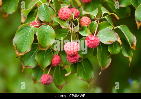 Fruits roses rouges de Kousa Dogwood, Cornus kousa, Cornaceae suspendus à des feuilles vertes sur une branche dans la nature. Banque D'Images
