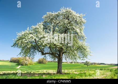 Arbre en fleurs sur le pré vert au printemps Banque D'Images