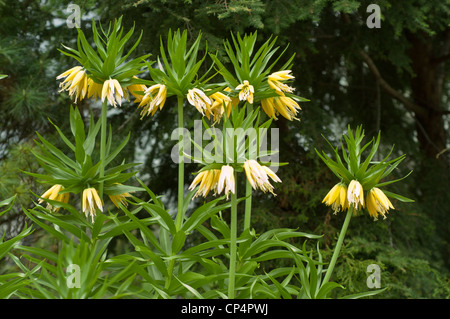 Fleurs jaunes de couronne impériale, Kaisers couronne, Fritillaria imperialis, Liliaceae, Banque D'Images