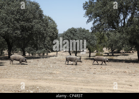 Les porcs ibériques noirs sur une ferme de chênes près de Alburquerque, Estrémadure, Espagne Banque D'Images