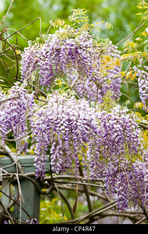Fleurs rose lilas violet pâle de Wisteria grimpant en cascade dans un jardin luxuriant. Banque D'Images