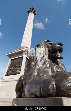 La colonne Nelson et Lion à Trafalgar Square, London,UK Banque D'Images