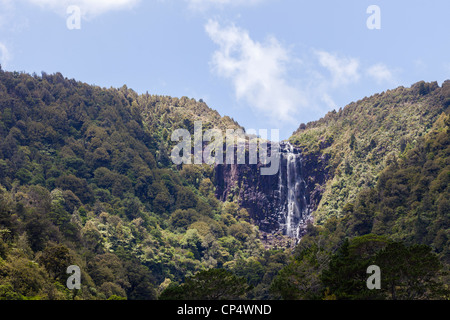 Wairere Falls Cascade et forêt environnante dans Wairere Falls Scenic Reserve, Gordon, Waikato, Nouvelle-Zélande, Océanie Banque D'Images