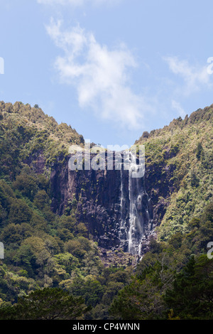 Wairere Falls Cascade et forêt environnante dans Wairere Falls Scenic Reserve, Gordon, Waikato, Nouvelle-Zélande, Océanie Banque D'Images