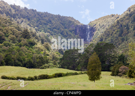 Wairere Falls Cascade et forêt environnante dans Wairere Falls Scenic Reserve, Gordon, Waikato, Nouvelle-Zélande, Océanie Banque D'Images