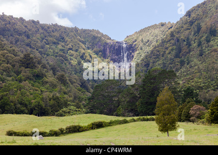 Wairere Falls Cascade et forêt environnante dans Wairere Falls Scenic Reserve, Gordon, Waikato, Nouvelle-Zélande, Océanie Banque D'Images