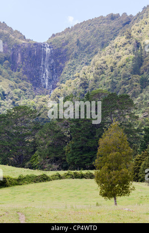 Wairere Falls Cascade et forêt environnante dans Wairere Falls Scenic Reserve, Gordon, Waikato, Nouvelle-Zélande, Océanie Banque D'Images