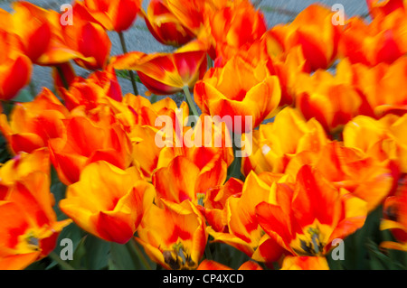 tulipes orange Banque D'Images