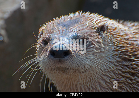 Close-up d'une loutre du Canada. Banque D'Images