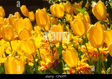 Tulipes jaunes Banque D'Images
