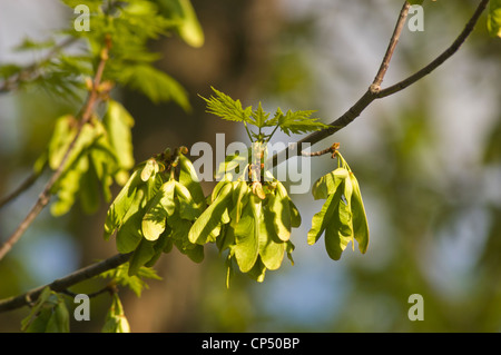 Gros plan des samaras vertes et des feuilles de feuillage de l'érable argenté, Acer saccharinum, Aceraceae, sur une branche d'arbre au printemps. Banque D'Images