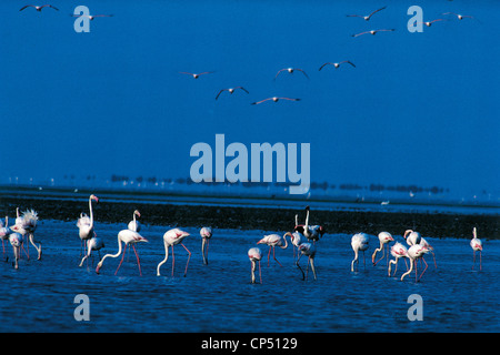 France, Provence, la Camargue. Flamants Roses Banque D'Images