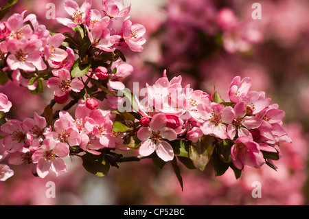 Gros plan de bourgeons floraux rouges roses vives et de fleurs de malus de pomme sur une branche en plein soleil printanier. Banque D'Images