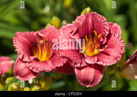 Un gros plan vibrant de deux fleurs rouges, roses, jaunes et oranges qui fleurissent dans un jardin ensoleillé avec un fond vert flou doux. Banque D'Images