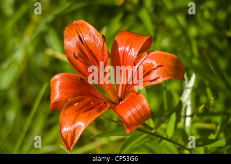 Une fleur de jour rouge éclatante capturée dans un gros plan détaillé, fleurissant sous la lumière du soleil sur un fond vert doux et flou. Banque D'Images