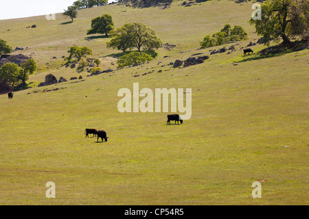 Gamme de vaches qui paissent sur colline verte - California USA Banque D'Images