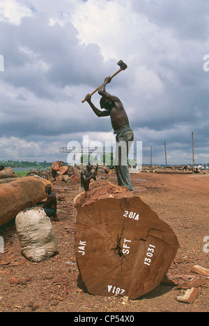 Côte d'Ivoire - Abidjan. Prêts pour l'exportation du bois. Banque D'Images