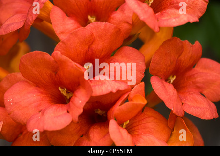 Gros plan de fleurs rouges de vigne trompette, de crampon trompette, de radicans Campsis. Fond floral orange-rouge vibrant avec des pétales détaillés. Banque D'Images