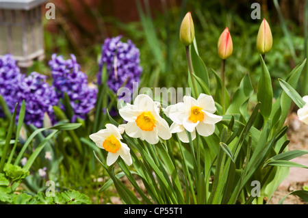 Trois jonquilles jaunes blanches en fleurs avec jacinthe bleue et tulipes dans un jardin printanier. Beau paysage floral avec des fleurs printanières colorées. Banque D'Images
