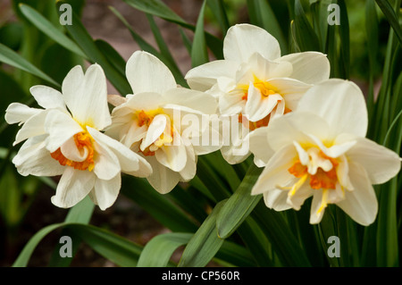 Blanc jaune orange quatre Split jonquilles Corona Banque D'Images