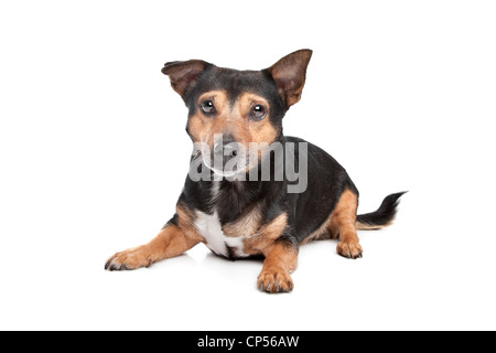 Noir et feu Jack Russel terrier in front of white background Banque D'Images