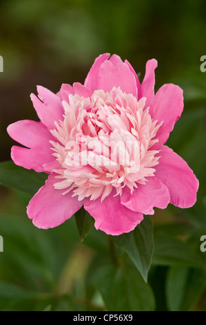 Gros plan d'une fleur de pivoine double rose éclatante en pleine floraison, avec un centre rose pâle volanté sur un fond vert flou et doux. Banque D'Images