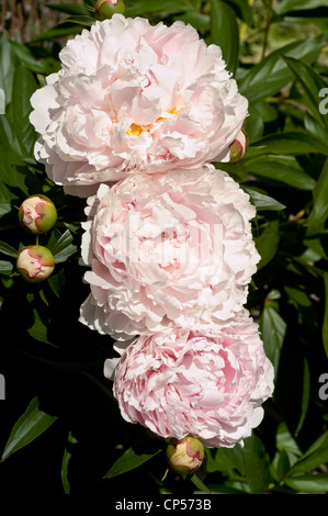 Gros plan de trois fleurs de pivoine blanches et rose pâle fleurissant dans un jardin sous la lumière du soleil, entourées de feuilles vertes et de bourgeons. Banque D'Images