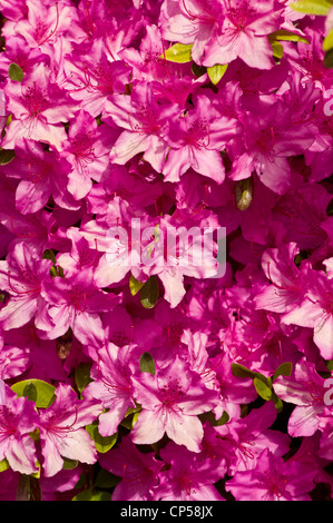 Un gros plan vibrant de fleurs roses et violettes d'Azalée (Rhododendron) en pleine floraison sous la lumière naturelle éclatante du soleil. Banque D'Images