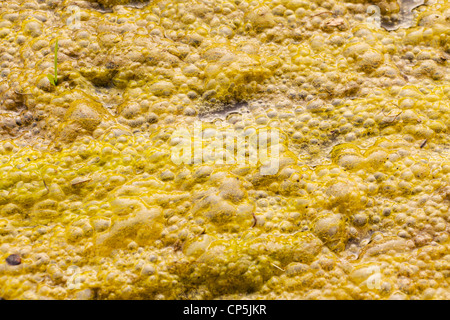 Algues vertes jaunes bulles sur le dessus de l'eau encore (prolifération des algues) - USA Banque D'Images