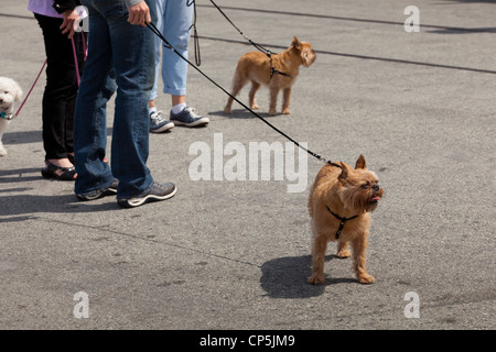 Terriers en promenade - USA Banque D'Images